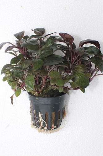 Lobelia cardinalis mini - Kardinalslobelie mini art im topf